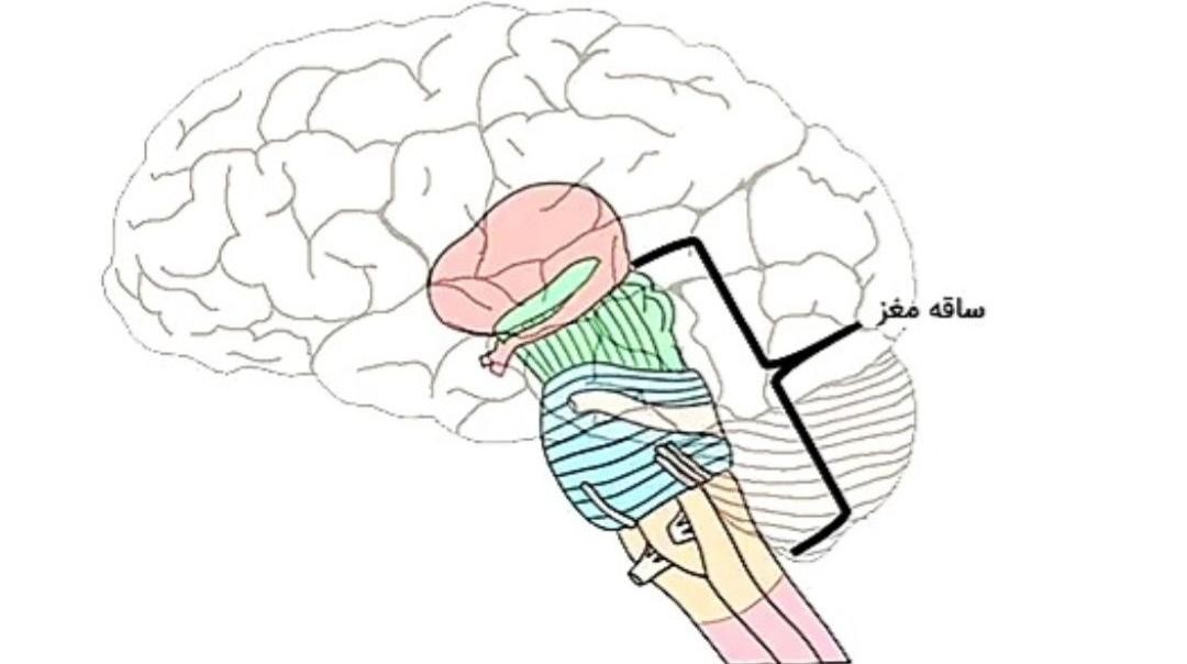 قسمت های مختلف مغز