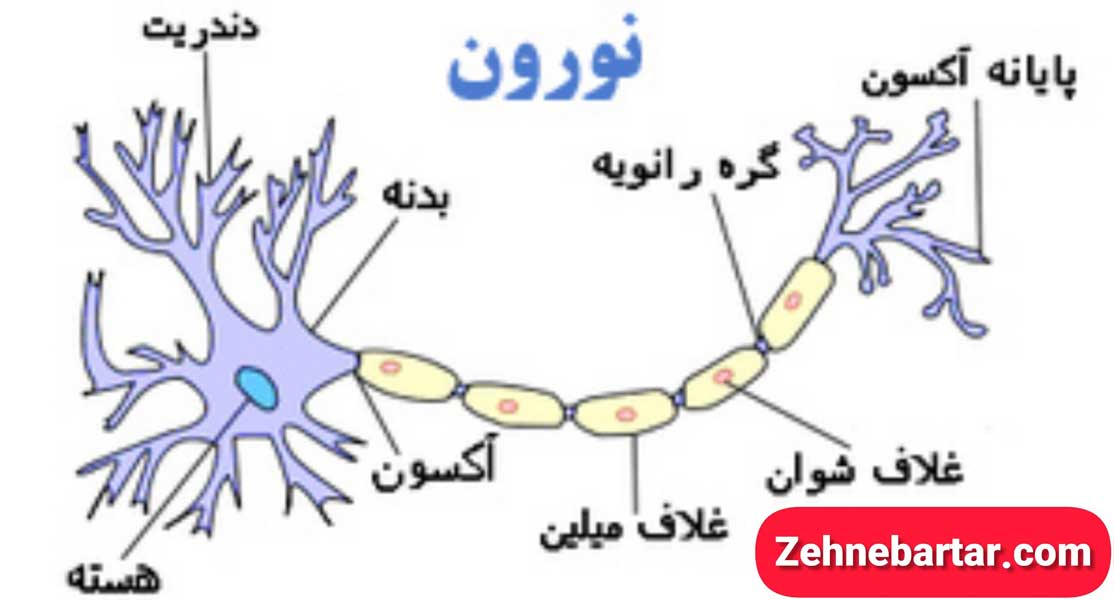 سیستم عصبی