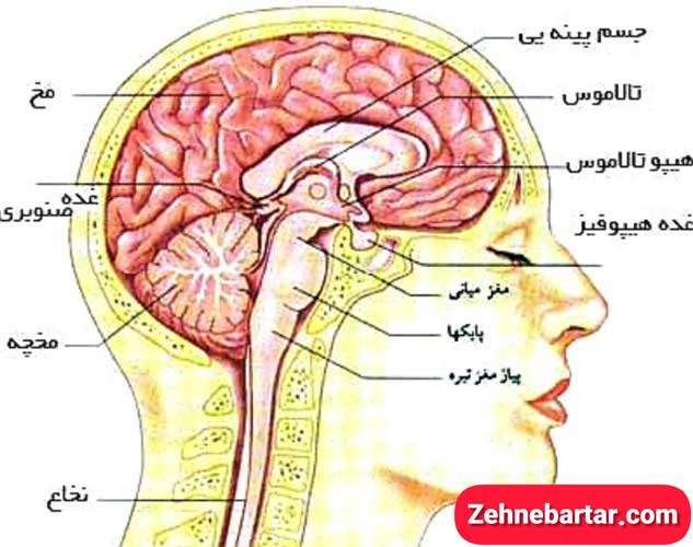 قسمت های مختلف مغز