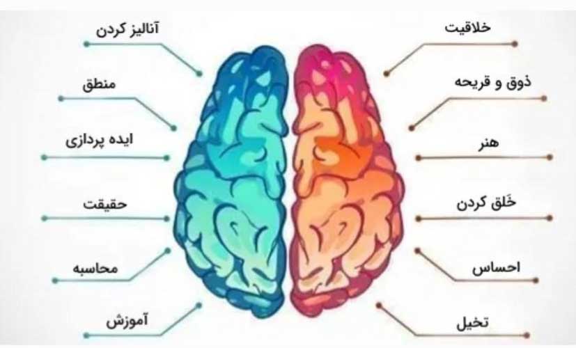 آشنایی با قسمت های مختلف مغز